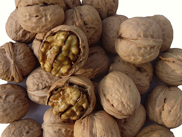 walnut kernel shell