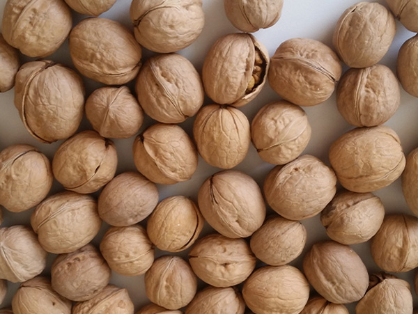 inshell walnuts