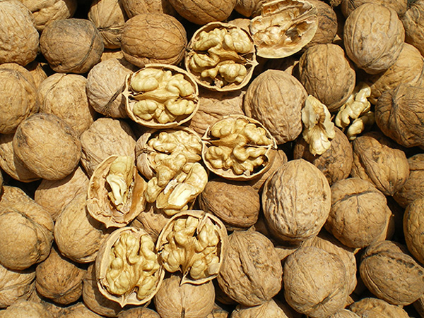 walnut kernel shell